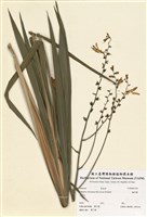 藏品(觀音蘭)的圖片